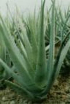 Aloe Vera Extract